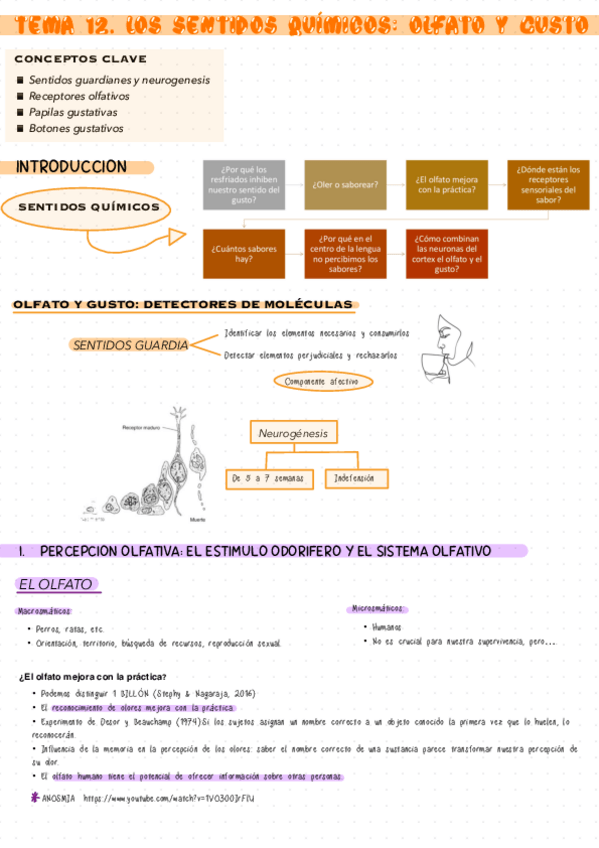 Miniatura del documento TEMA-12.-LOS-SENTIDOS-QUIMICOS-OLFATO-Y-GUSTO.pdf