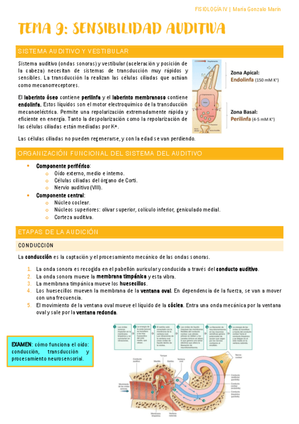 Miniatura del documento fisio-audicion.pdf