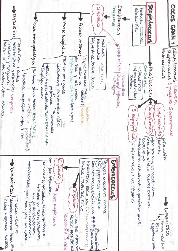 Miniatura del documento Esquema-cocos-gram-.pdf