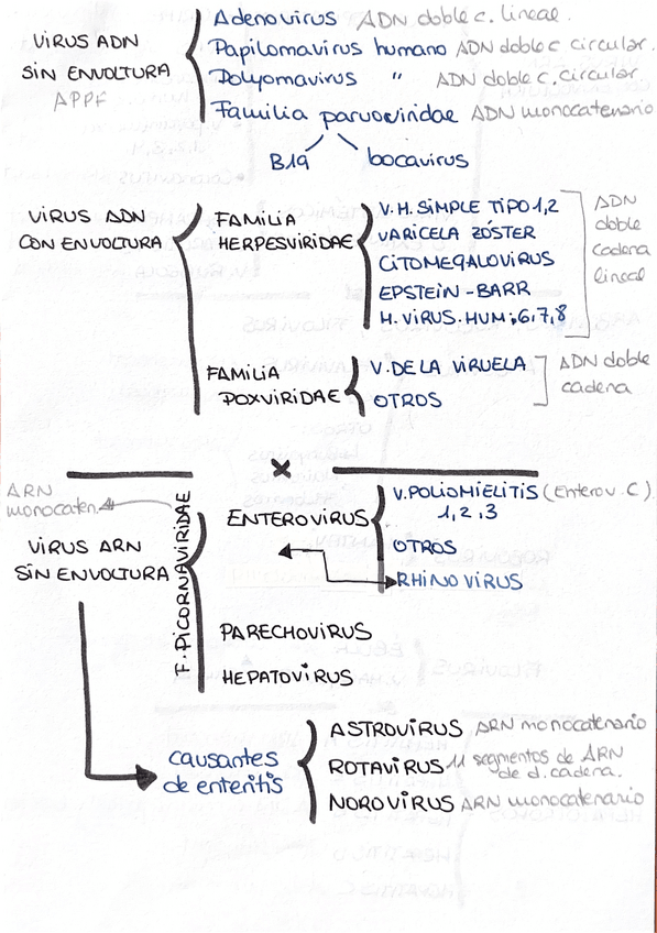 Miniatura del documento Esquema-virus-microbiologia.pdf