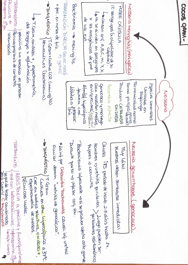 Miniatura del documento Esquema-cocos-gram-.pdf
