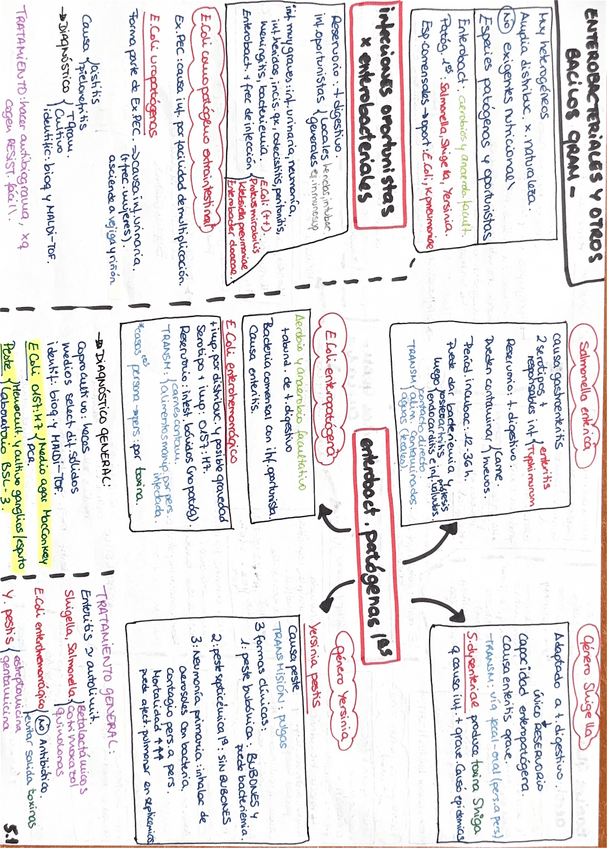 Miniatura del documento Esquema-enterobacteriales-y-otros-bacilos-gram-.pdf.pdf