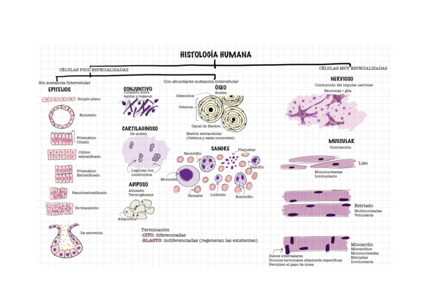 Miniatura del documento ESQUEMA-DE-TEJIDOS-DE-PRACTICAS.pdf