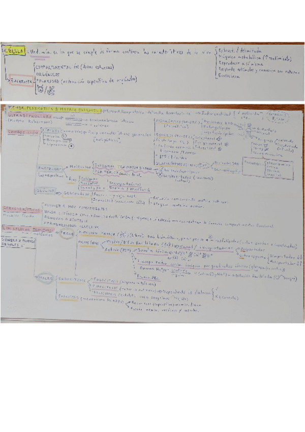 Miniatura del documento ESQUEMAS-CITOLOGIA.pdf