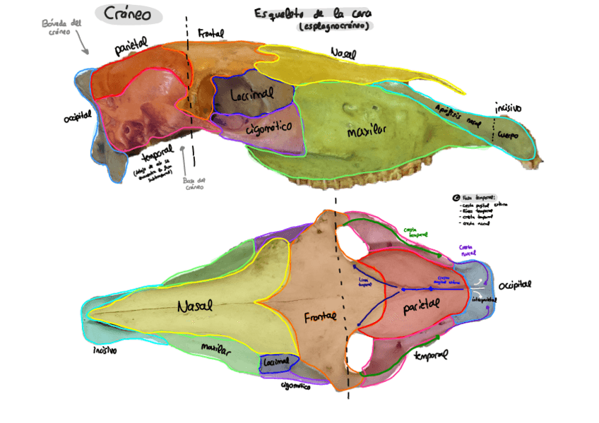 Miniatura del documento CRANEO-DEL-CABALLO.pdf