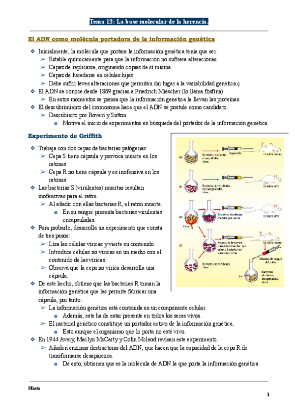Miniatura del documento Biologia-Tema-13-La-base-molecular-de-la-herencia..pdf