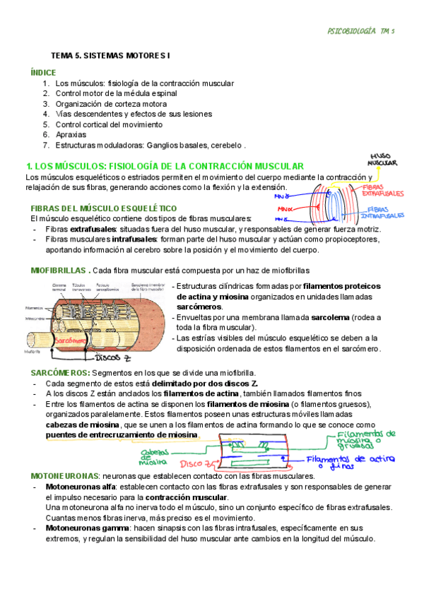 Miniatura del documento TEMA-5.psb-1.pdf