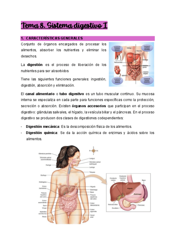 Miniatura del documento Tema-8.-Sistema-digestivo-I.pdf