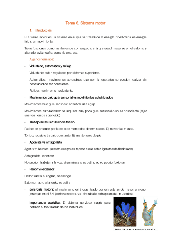 Miniatura del documento Neuro-T6.-Sistema-motor.pdf