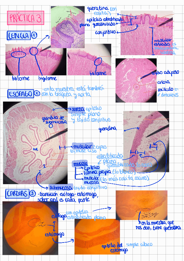 Miniatura del documento Practica-3-resumen-COMPLETISIMO.pdf