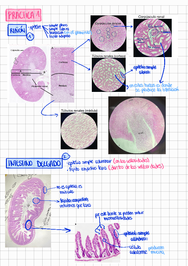 Miniatura del documento Practica-1-bch-COMPLETISIMO.pdf
