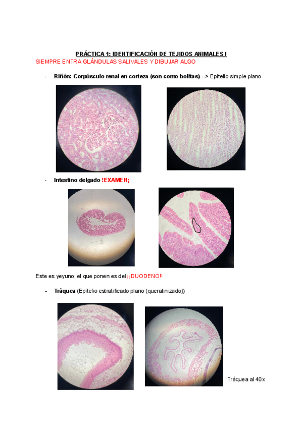 Miniatura del documento PRACTICAS-BIOCEL-II.pdf