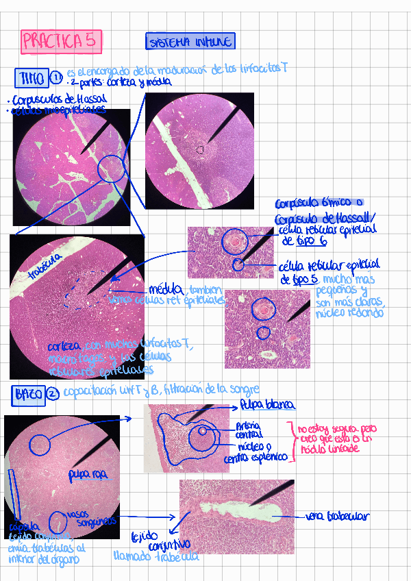 Miniatura del documento Practica-5-bch-COMPLETISIMO.pdf