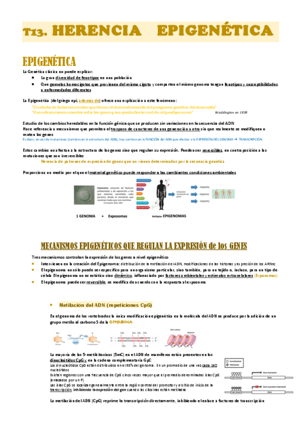 Miniatura del documento genetica-med-T13.pdf