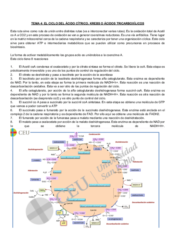 Miniatura del documento Bioquimica-metabolica-natalia-tema-4.pdf