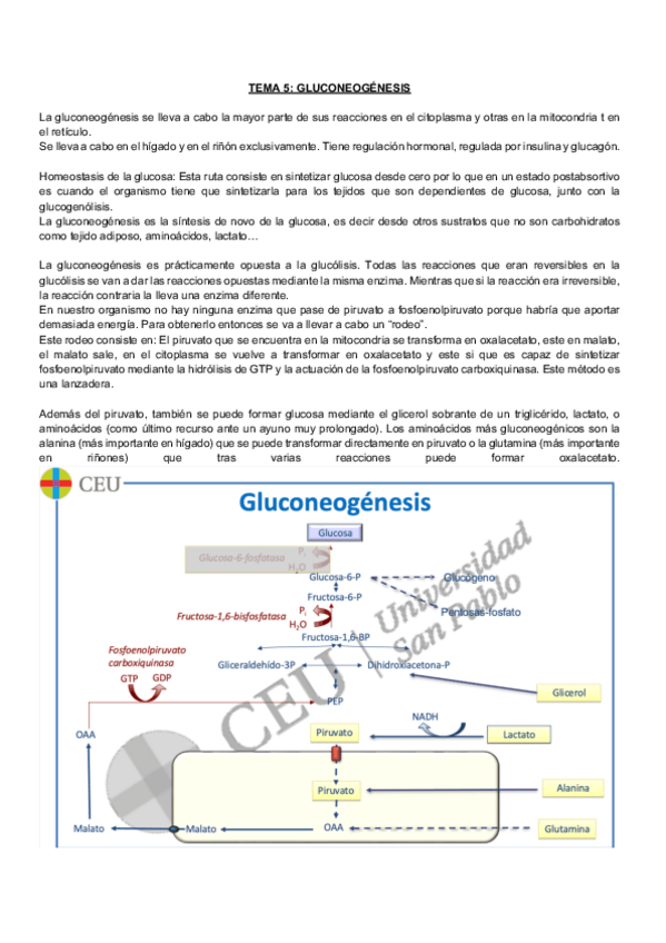 Miniatura del documento Bioquimica-metabolica-natalia-TEMA-5.pdf