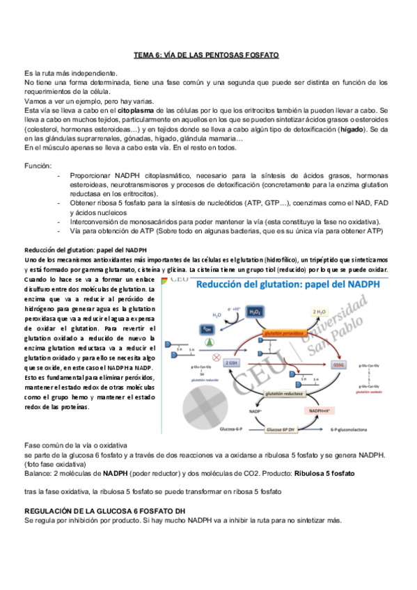 Miniatura del documento Bioquimica-metabolica-natalia-TEMA-6.pdf
