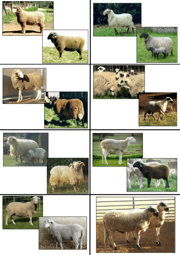 Miniatura del documento FOTOS-2-PARCIAL-OVEJAS.pdf