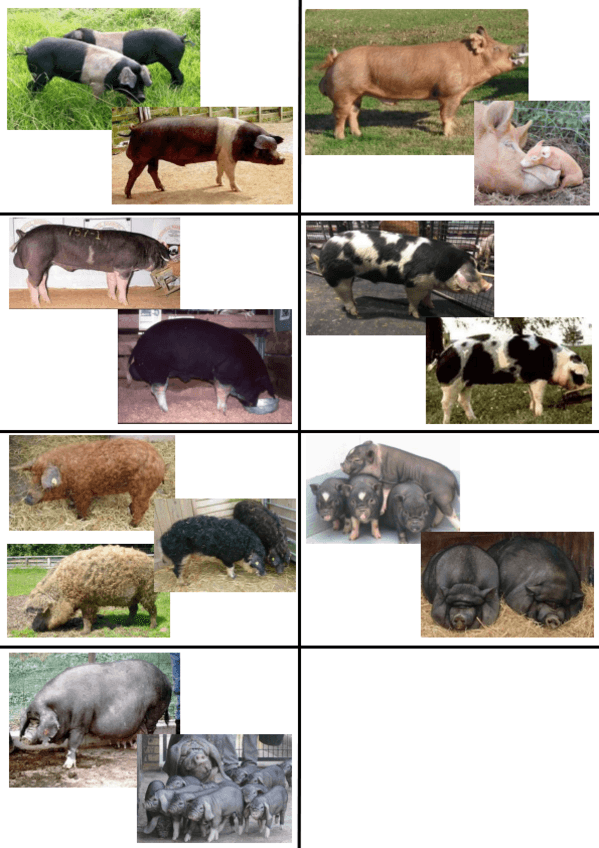 Miniatura del documento FOTOS-2-PARCIAL-PORCINO.pdf