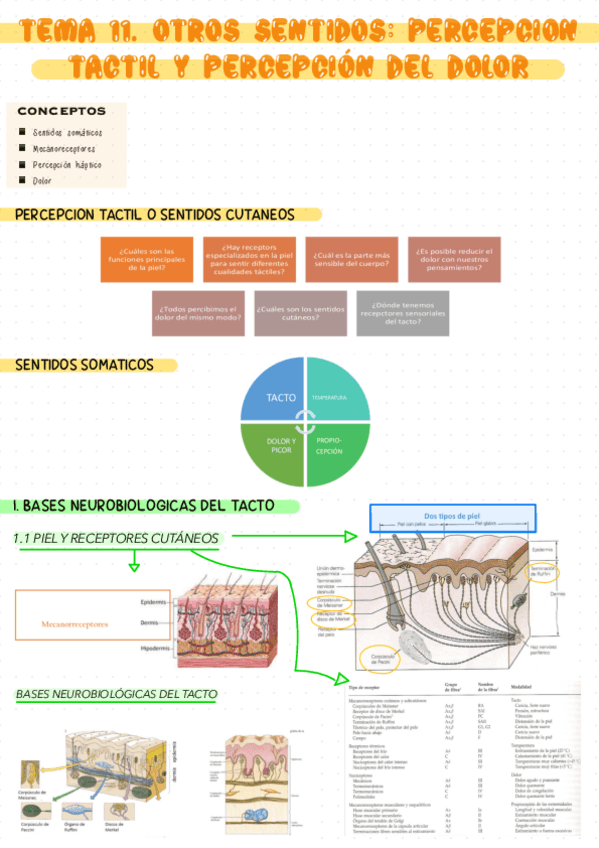 Miniatura del documento TEMA-11.-OTROS-SENTIDOS-PERCEPCION-TACTIL-Y-PERCEPCION-DEL-DOLOR.pdf