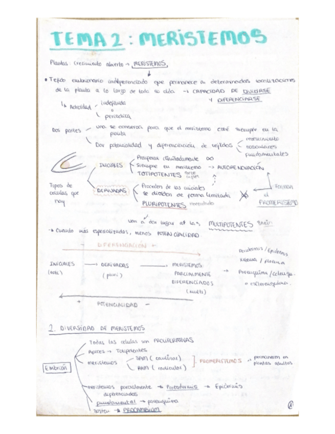 Miniatura del documento Tema-2-.-Meristemos.pdf
