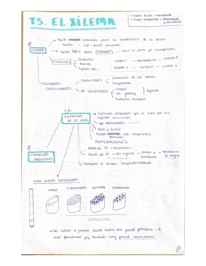 Miniatura del documento Tema-5.-Xilema.pdf