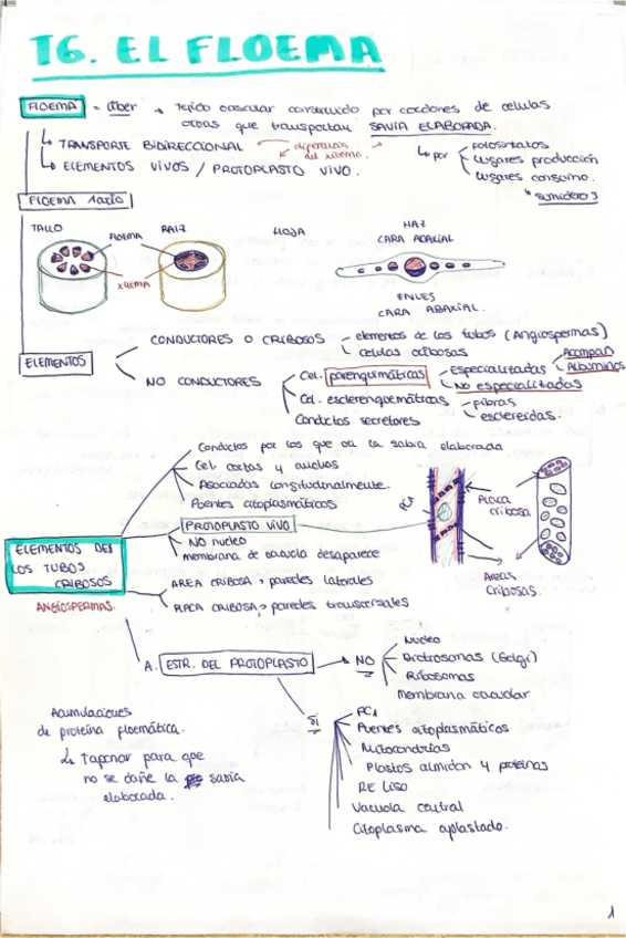 Miniatura del documento 6.-EL-FLOEMA.pdf