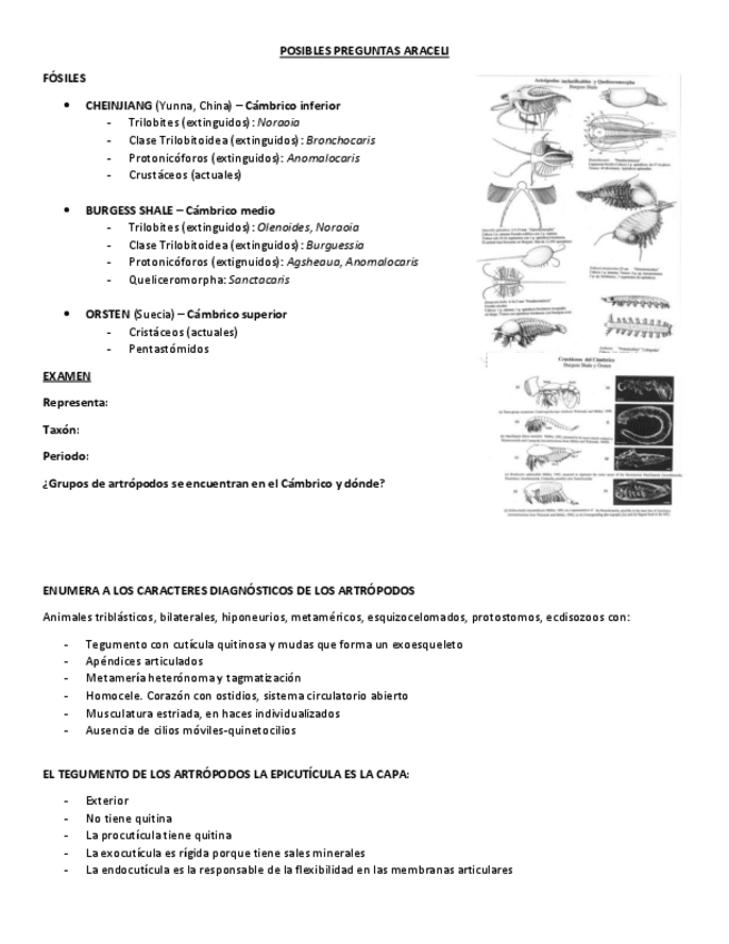 Miniatura del documento POSIBLES-PREGUNTAS-ARACELI.pdf