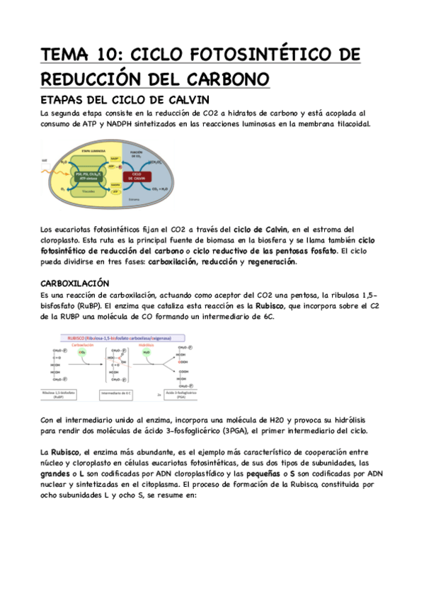 Miniatura del documento TEMA-10-CICLO-FOTOSINTETICO-DE-REDUCCION-DEL-CARBONO.pdf
