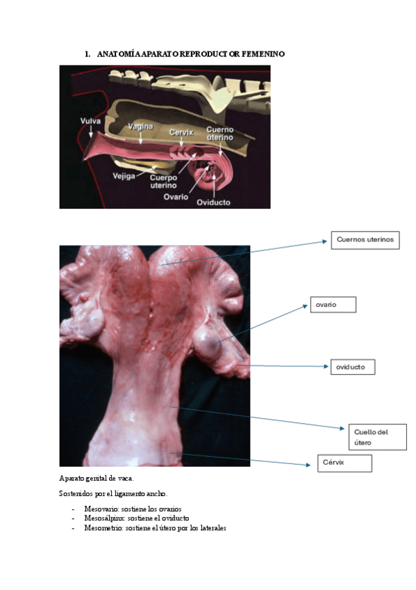 Miniatura del documento Anatomia-y-ondas-foliculares.pdf