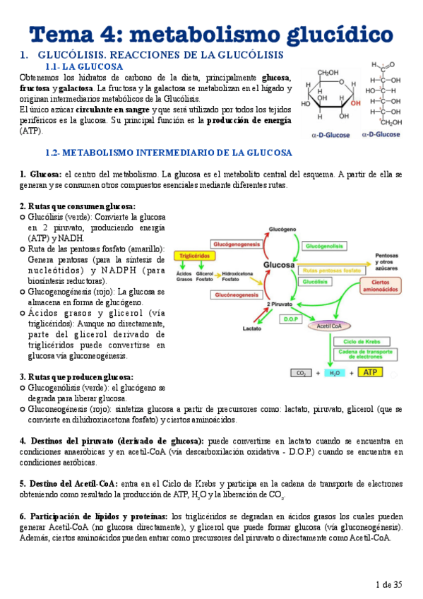 Miniatura del documento Tema-4-Metabolismo-glucidico.pdf