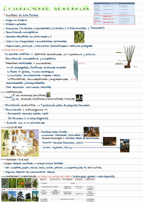 Miniatura del documento T15-CONIFERAS.pdf