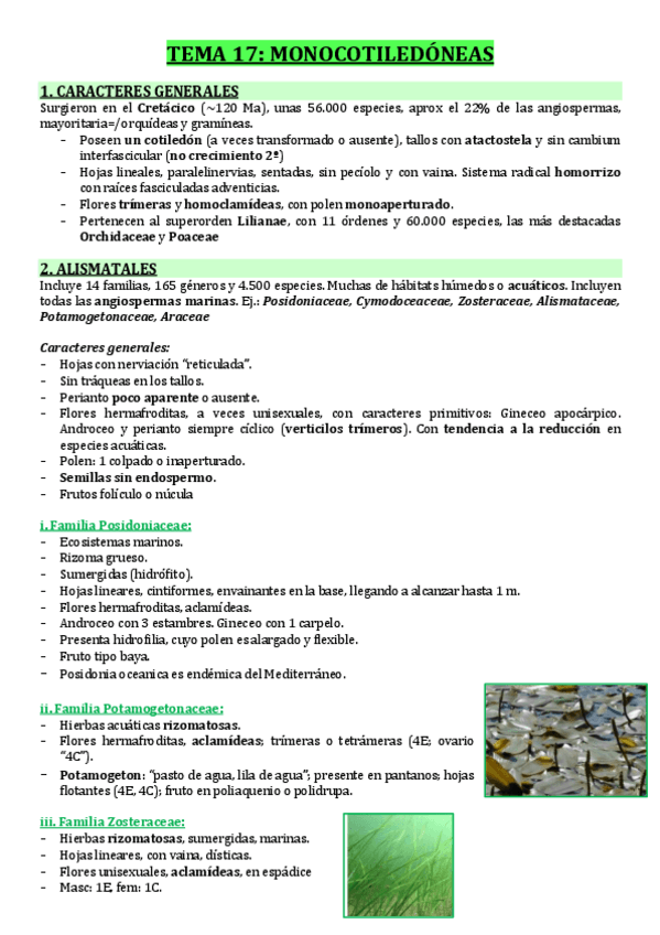 Miniatura del documento T17-MONOCOTILEDONEAS.pdf