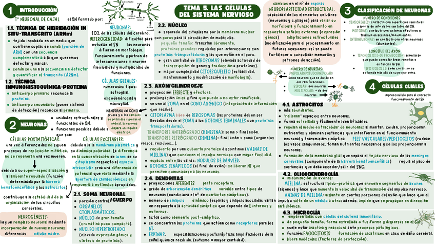 Miniatura del documento NEURO-1-ESQUEMA-TEMA-5.pdf