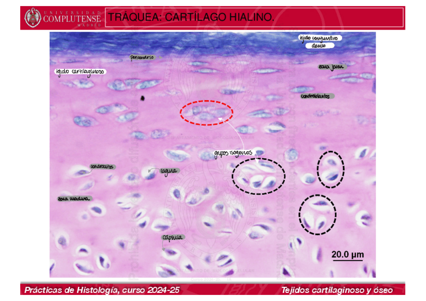 Miniatura del documento Todo-Hitologia-Animal.pdf