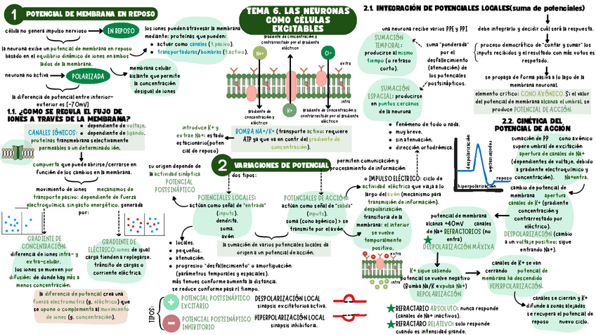 Miniatura del documento TEMA-6-NEURO-1-ESQUEMA.pdf