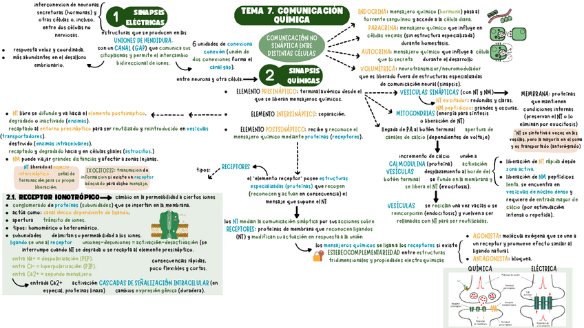 Miniatura del documento TEMA-7-NEURO-1-ESQUEMA.pdf