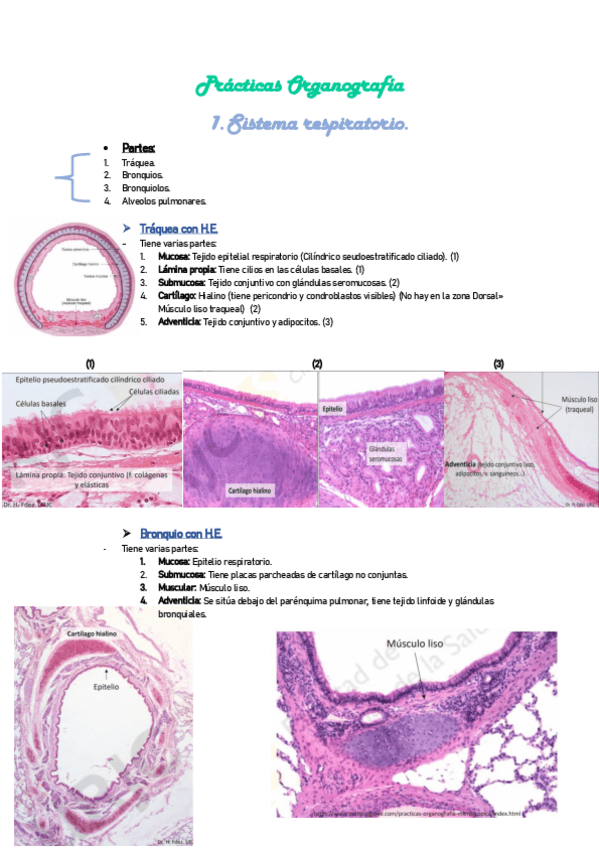Miniatura del documento Resumen-Practica-Organografia-2.pdf