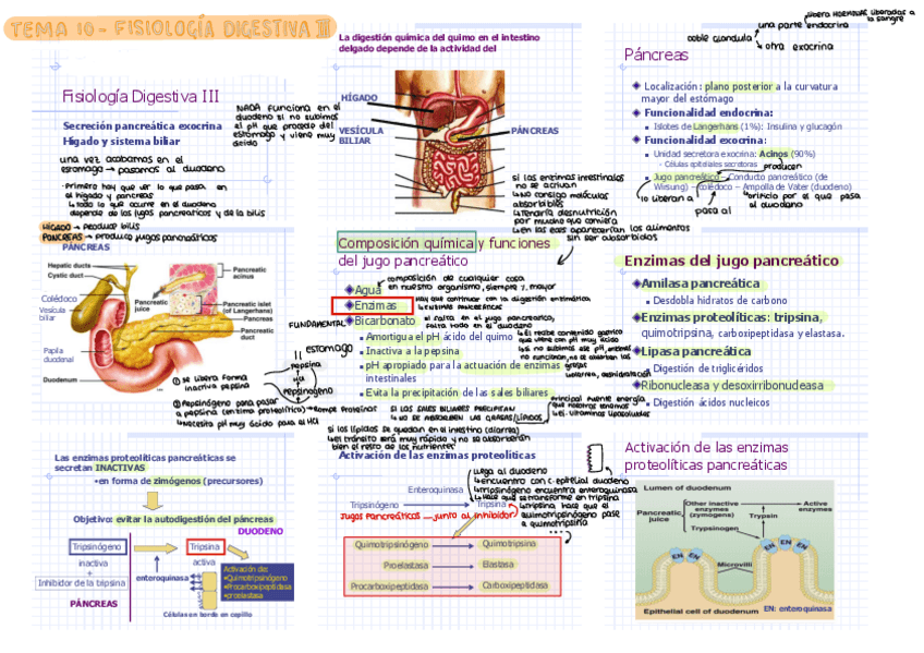 Miniatura del documento T10-FISIO-DIGESTIVA-3.pdf