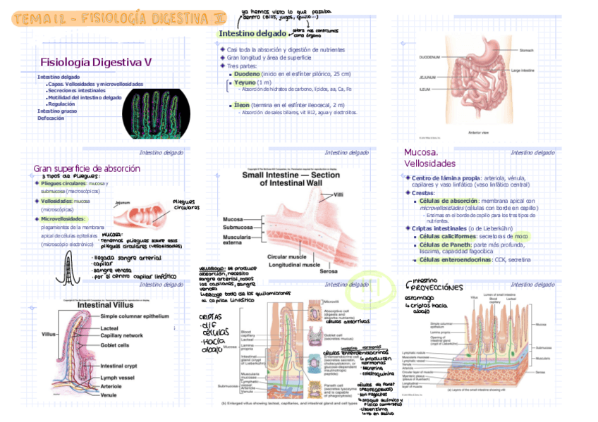 Miniatura del documento T12-FISIO-DIGESTIVA-5.pdf