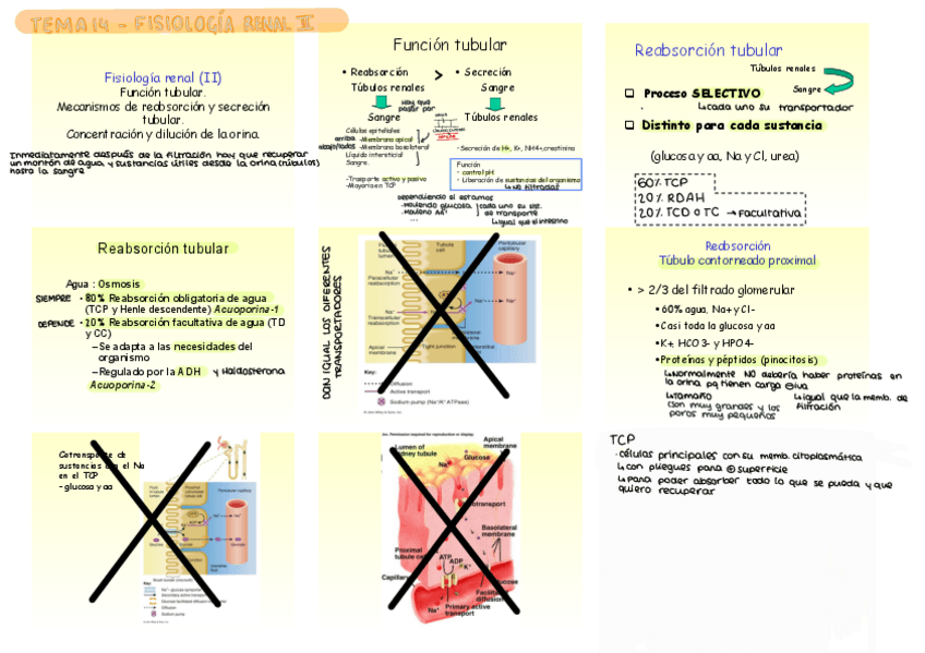Miniatura del documento t14-fisio-renal-2.pdf
