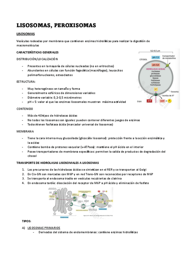 Miniatura del documento 9-LISOSOMAS-PEROXISOMAS.pdf