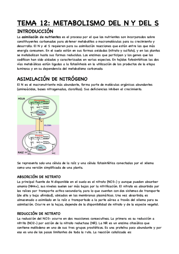 Miniatura del documento TEMA-12-METABOLISMO-DEL-NITROGENO-Y-DEL-AZUFRE.pdf