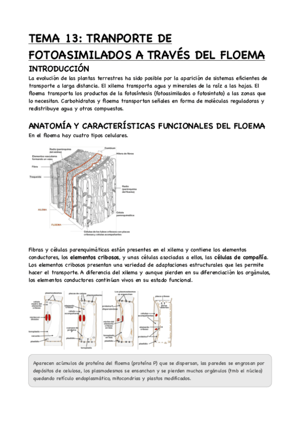 Miniatura del documento TEMA-13-TRANPORTE-DE-FOTOASIMILADOS-A-TRAVES-DEL-FLOEMA.pdf