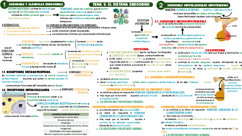 Miniatura del documento NEURO-1-ESQUEMA-TEMA-9.pdf