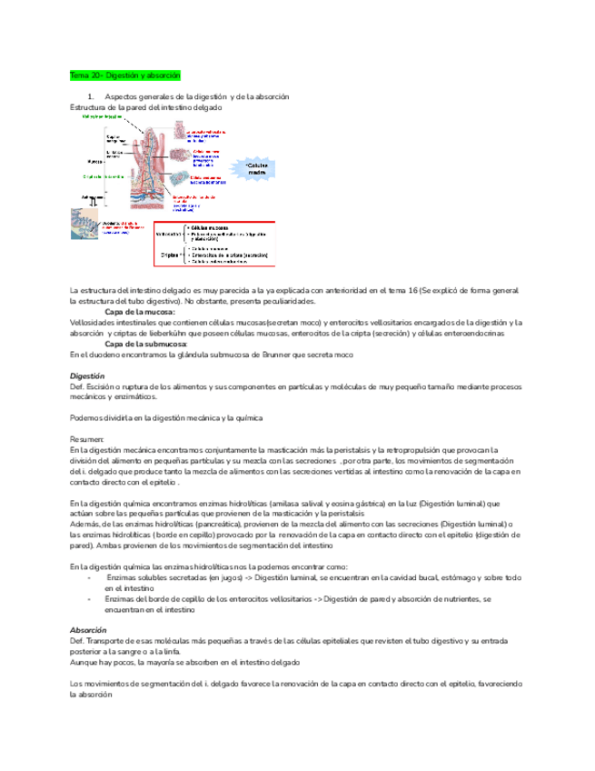 Miniatura del documento Tema-20-Digestion-y-absorcion.pdf