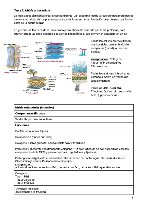 Miniatura del documento Tema-7-Matriu-extracellular.pdf
