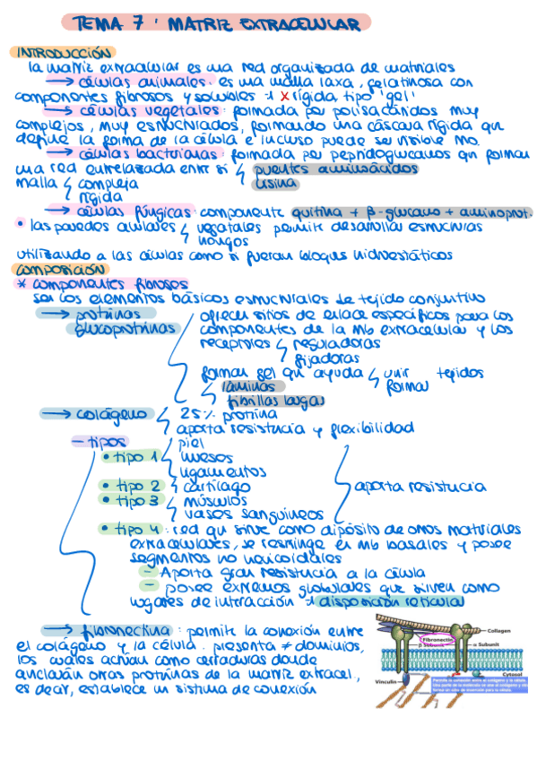 Miniatura del documento BIO-CEL-tema-7-matriz-extracel.pdf