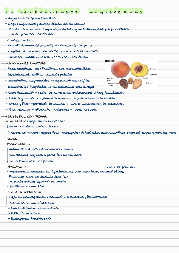 Miniatura del documento T16-ANGIOSPERMAS-BASALES.pdf