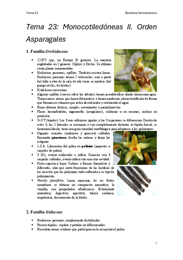 Miniatura del documento Tema-23-Botanica-farmaceutica.pdf